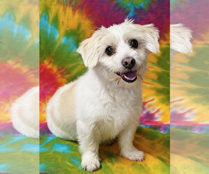 Tater Tot - Male Shih Tzu-Unknown Mix Dog for Adoption - Photo #2