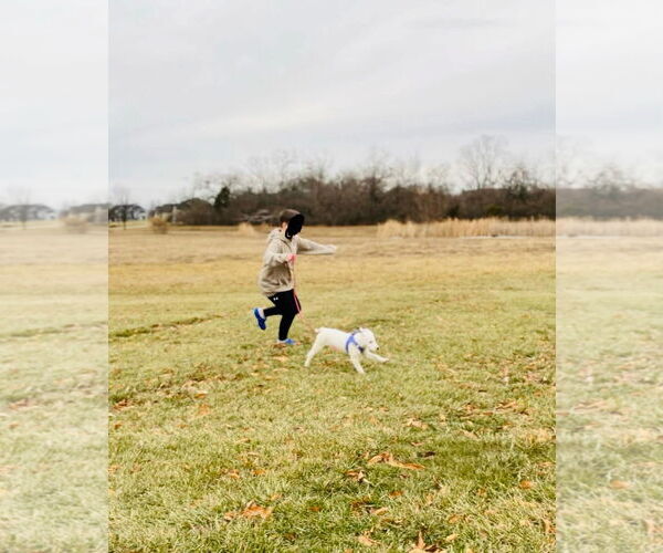 Medium Photo #5 Mutt Puppy For Sale in Germantown, OH, USA