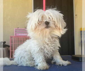LACEY - Female Maltese Dog for Adoption - Photo #2