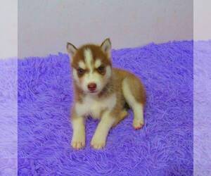 Siberian Husky Puppy for sale in NEW HAVEN, IN, USA