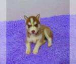 Small Photo #1 Siberian Husky Puppy For Sale in NEW HAVEN, IN, USA