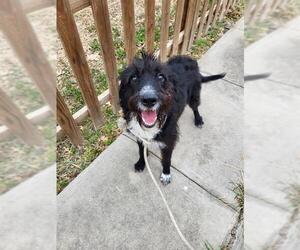 Mutt Dogs for adoption in San Antonio, TX, USA