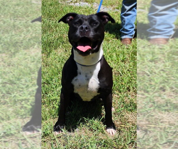 Medium Photo #3 American Pit Bull Terrier-Unknown Mix Puppy For Sale in Wetumpka, AL, USA