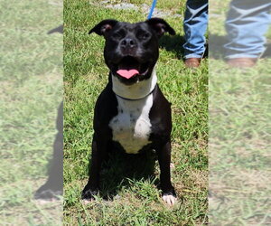 260905  Sunny - Female American Pit Bull Terrier-Unknown Mix Dog for Adoption - Photo #3