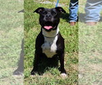 Small #2 American Pit Bull Terrier Mix