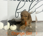 Puppy Orange Girl Labradoodle-Poodle (Miniature) Mix