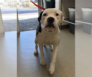Mutt Dogs for adoption in San Bernardino, CA, USA