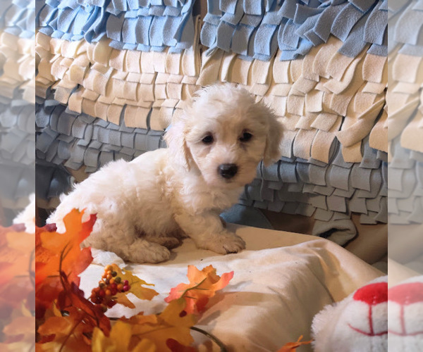 Medium Photo #1 Coton de Tulear Puppy For Sale in W FIELD, NC, USA