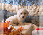 Image preview for Ad Listing. Nickname: Puppy #1 Blue