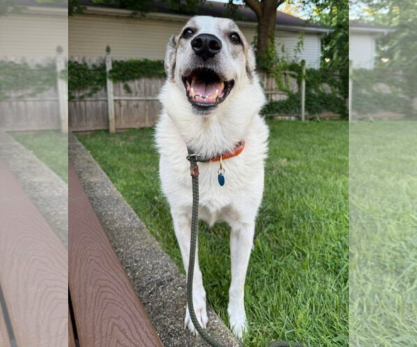 Medium Photo #6 Anatolian Pyrenees Puppy For Sale in Boonton, NJ, USA