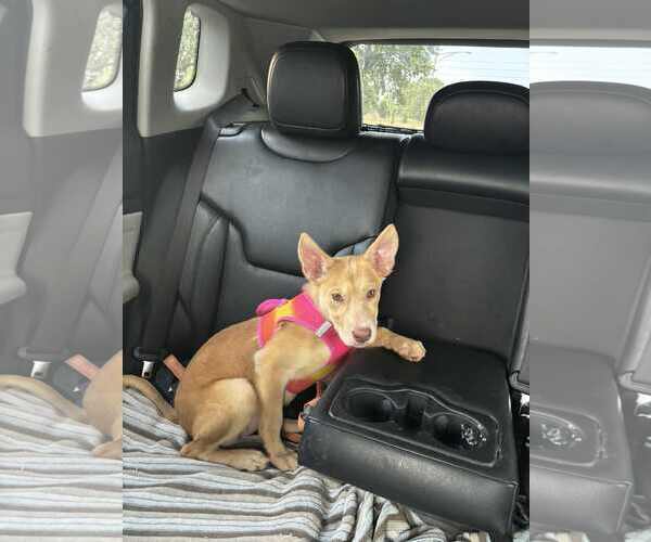 Medium Photo #2 Huskies -Unknown Mix Puppy For Sale in Plainfield, IL, USA