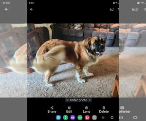 American Mastiff-Saint Bernard Mix Dog for Adoption in MOORESVILLE, Indiana USA