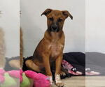 Small #3 Labrador Retriever Mix