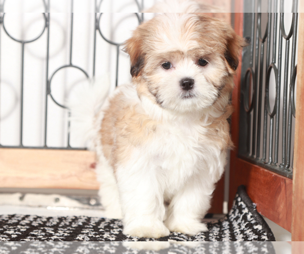 Medium Photo #2 Shih Tzu Puppy For Sale in NAPLES, FL, USA