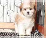 Small #1 Shih Tzu