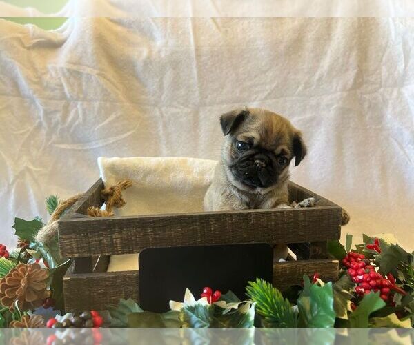 Medium Photo #1 Pug Puppy For Sale in BRIDGEWATER, VA, USA