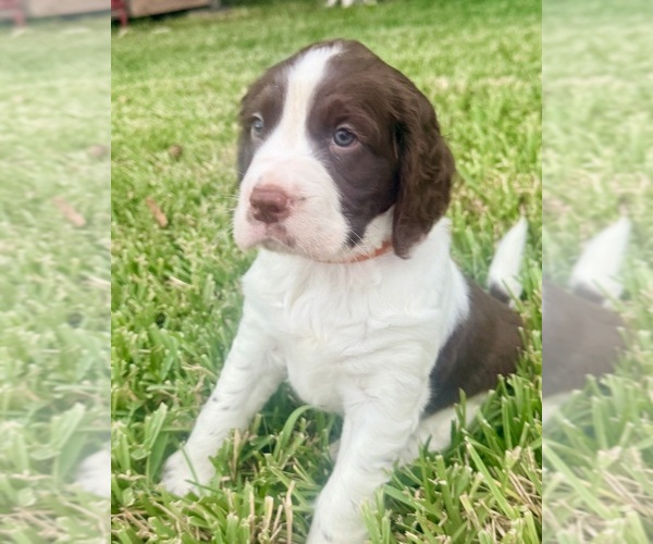 Medium Photo #1 English Springer Spaniel Puppy For Sale in SOUTH MIAMI, FL, USA