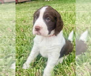 English Springer Spaniel Puppy for sale in SOUTH MIAMI, FL, USA