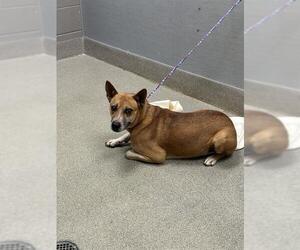 German Shepherd Dog-Unknown Mix Dogs for adoption in Las Vegas, NV, USA
