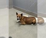 Small German Shepherd Dog Mix