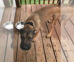 Small #3 Mastiff Mix