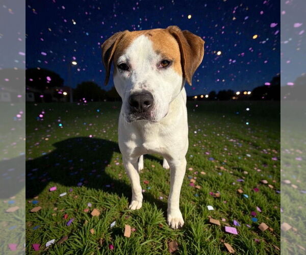 Medium Photo #2 Mutt Puppy For Sale in Glen Allen, VA, USA