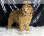 Small #3 Poodle (Toy)