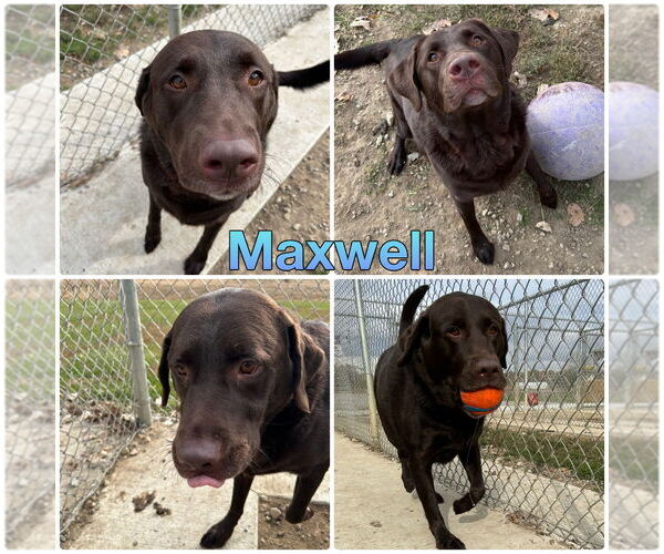 Medium Photo #1 - Mix Puppy For Sale in Pierceton , IN, USA