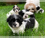 Small Photo #2 Zuchon Puppy For Sale in ORLAND PARK, IL, USA