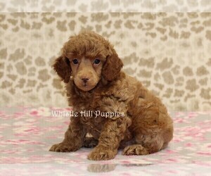 Poodle (Miniature) Puppy for sale in DENVER, PA, USA