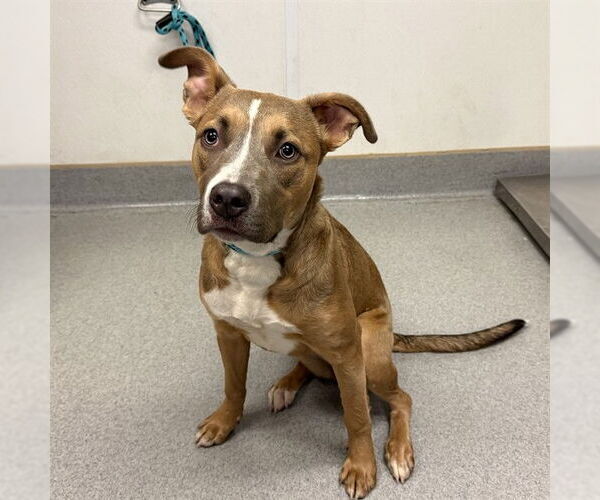 Medium Photo #1 Mutt Puppy For Sale in Rancho Cucamonga, CA, USA