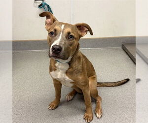 Mutt Dogs for adoption in Rancho Cucamonga, CA, USA