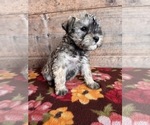 Small #4 Schnauzer (Miniature)