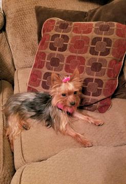Medium Photo #1 Yorkshire Terrier Puppy For Sale in HUDSON, NC, USA