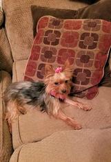 Yorkshire Terrier Puppy for sale in HUDSON, NC, USA