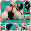 Small Photo #1 Schnauzer (Miniature) Puppy For Sale in BURNET, TX, USA