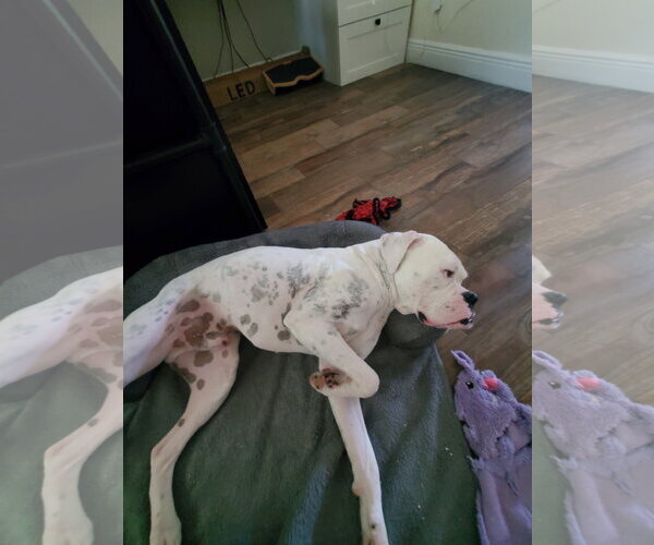 Medium Photo #4 Boxer Puppy For Sale in  Katy, TX, USA