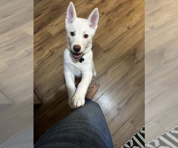Medium Photo #1 Huskies -Unknown Mix Puppy For Sale in Plymouth, MN, USA