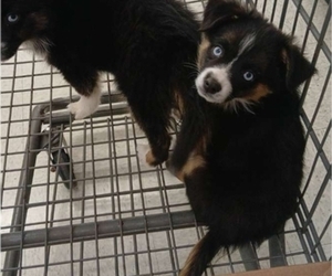 Miniature Australian Shepherd Puppy for sale in MILTON, WI, USA
