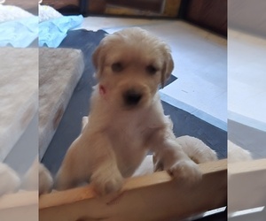 Golden Retriever Puppy for sale in EUGENE, OR, USA