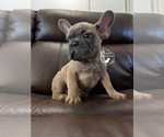 Small Photo #8 French Bulldog Puppy For Sale in DURANT, OK, USA