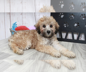 Poodle (Miniature)-Zuchon Mix Puppy for sale in MARIETTA, GA, USA