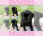 Puppy Daisy Labrador Retriever
