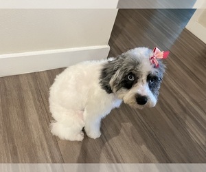 Poodle (Miniature) Puppy for sale in MIAMI, FL, USA