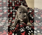 Small Photo #5 French Bulldog Puppy For Sale in BOSSIER CITY, LA, USA