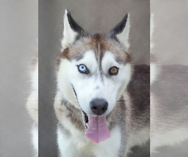 Medium Photo #1 Siberian Husky Puppy For Sale in Pasadena, CA, USA