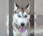 Small Siberian Husky