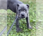 Small Photo #29 Cane Corso Puppy For Sale in ANDERSON, IN, USA