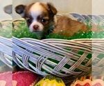 Small Photo #3 Chihuahua Puppy For Sale in NEWVILLE, PA, USA