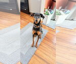 Small #1 Doberman Pinscher
